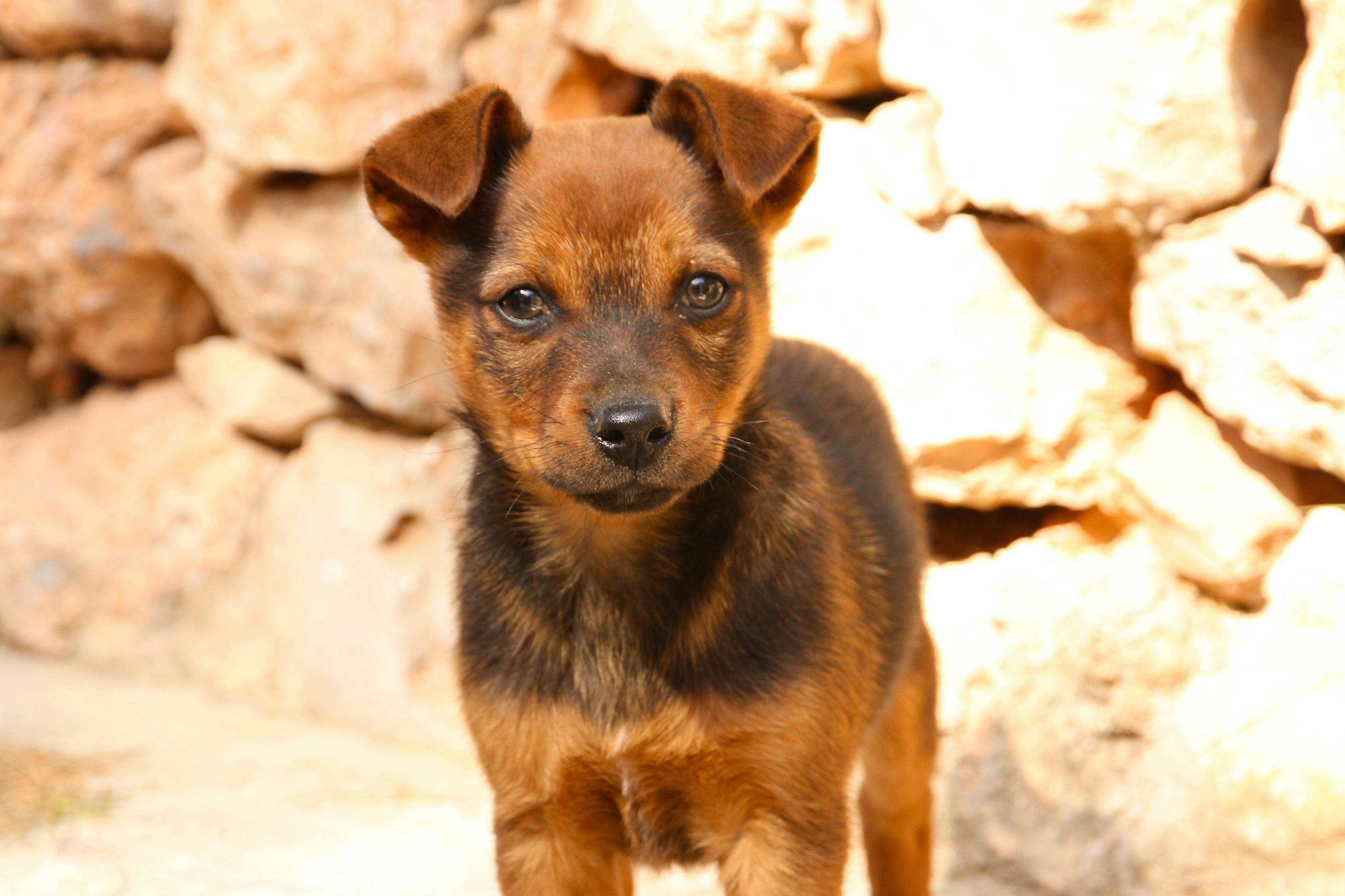 亚洲移动无码在线视频:安徽文明养宠物的实践与探索 宿州文明养犬